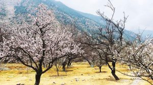 फूल फुलेर सेताम्मे भए शीतोष्ण फलफूल बगैँचा