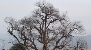 कटहरका रुख सुक्न थालेपछि चिन्तामा किसान