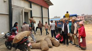 प्रयोगमा आयो शीतभण्डार, धमाधमम आलु भण्डारण गरिँदै