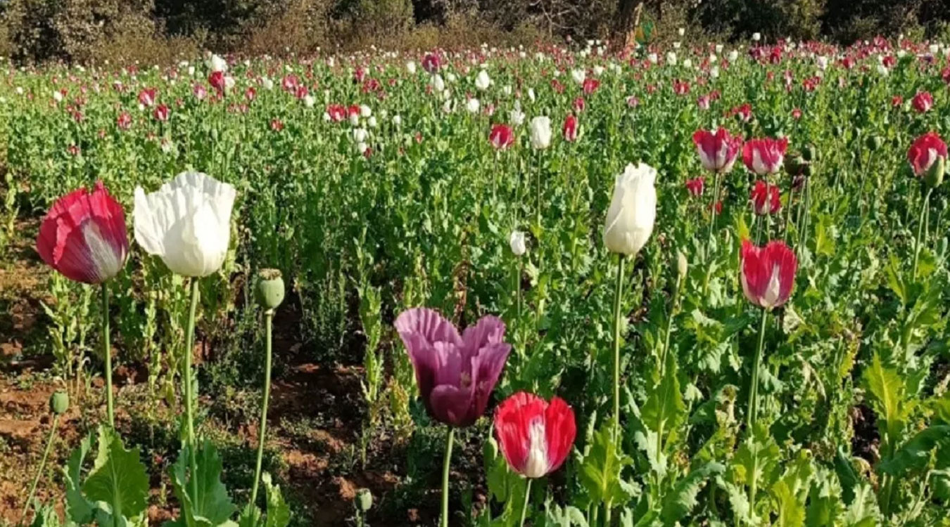 रुकुम पश्चिममा ७५ रोपनीमा लगाइएको अफिमखेती नष्ट