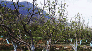 असिनापानीले स्याउ बगैँमाचामा क्षति