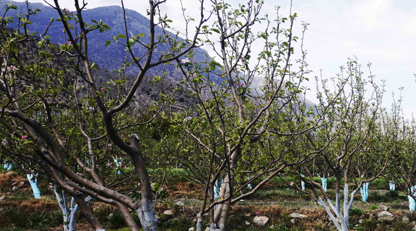 असिनापानीले स्याउ बगैँमाचामा क्षति