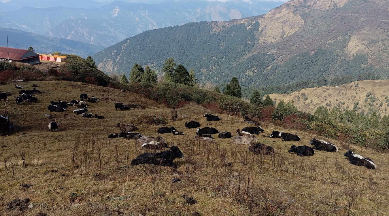 ओझेलमा परेको बयली पर्यटकका पर्खाइमा