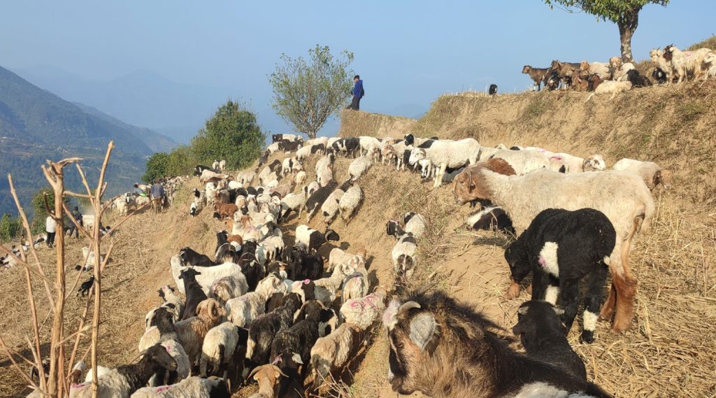 लाग्यो उँभौली, भेडाबाख्रा धपाउँदै लेक चढे गोठालाहरु