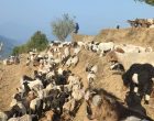 लाग्यो उँभौली, भेडाबाख्रा धपाउँदै लेक चढे गोठालाहरु