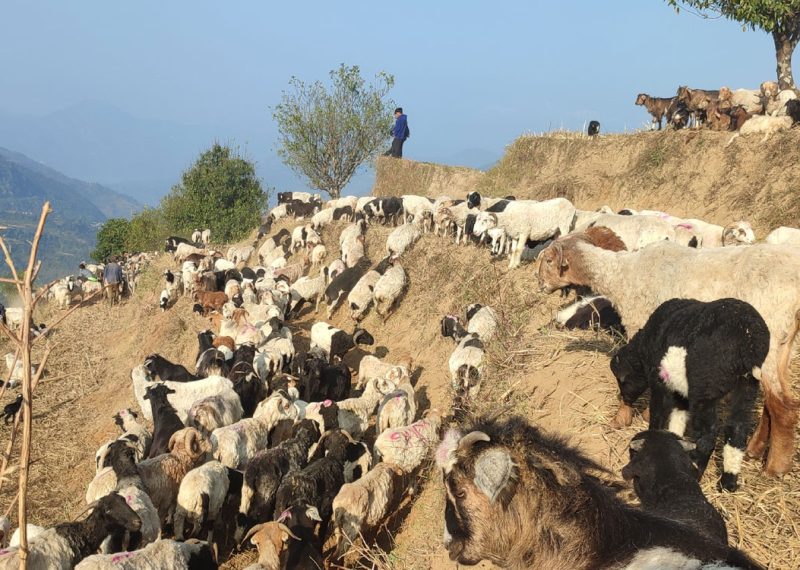 लाग्यो उँभौली, भेडाबाख्रा धपाउँदै लेक चढे गोठालाहरु