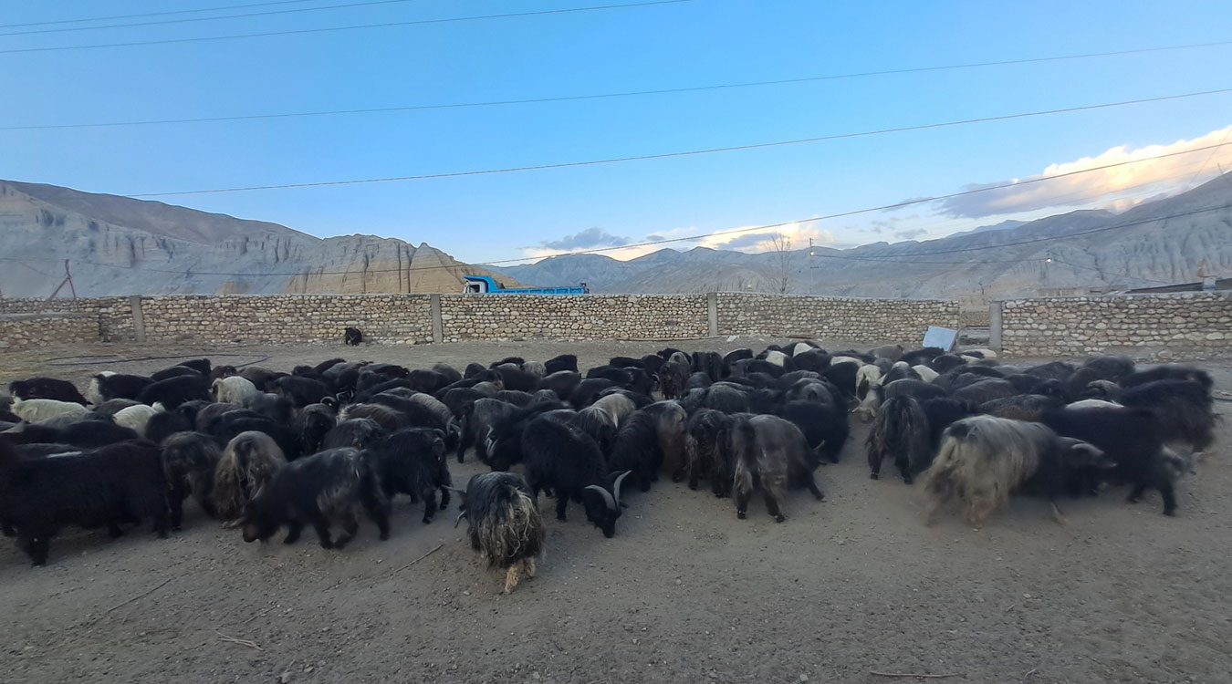 च्याङ्ग्राको नश्ल सुधार तथा अनुसन्धानस्थल बन्दै मुस्ताङको च्याङ्ग्रा फार्म