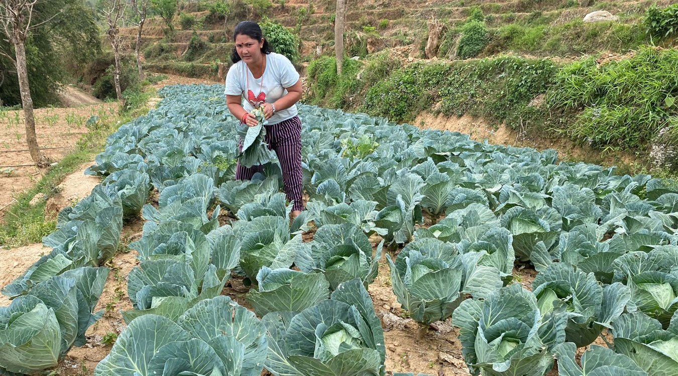 तरकारी खेतीबाट आत्मनिर्भर मीना