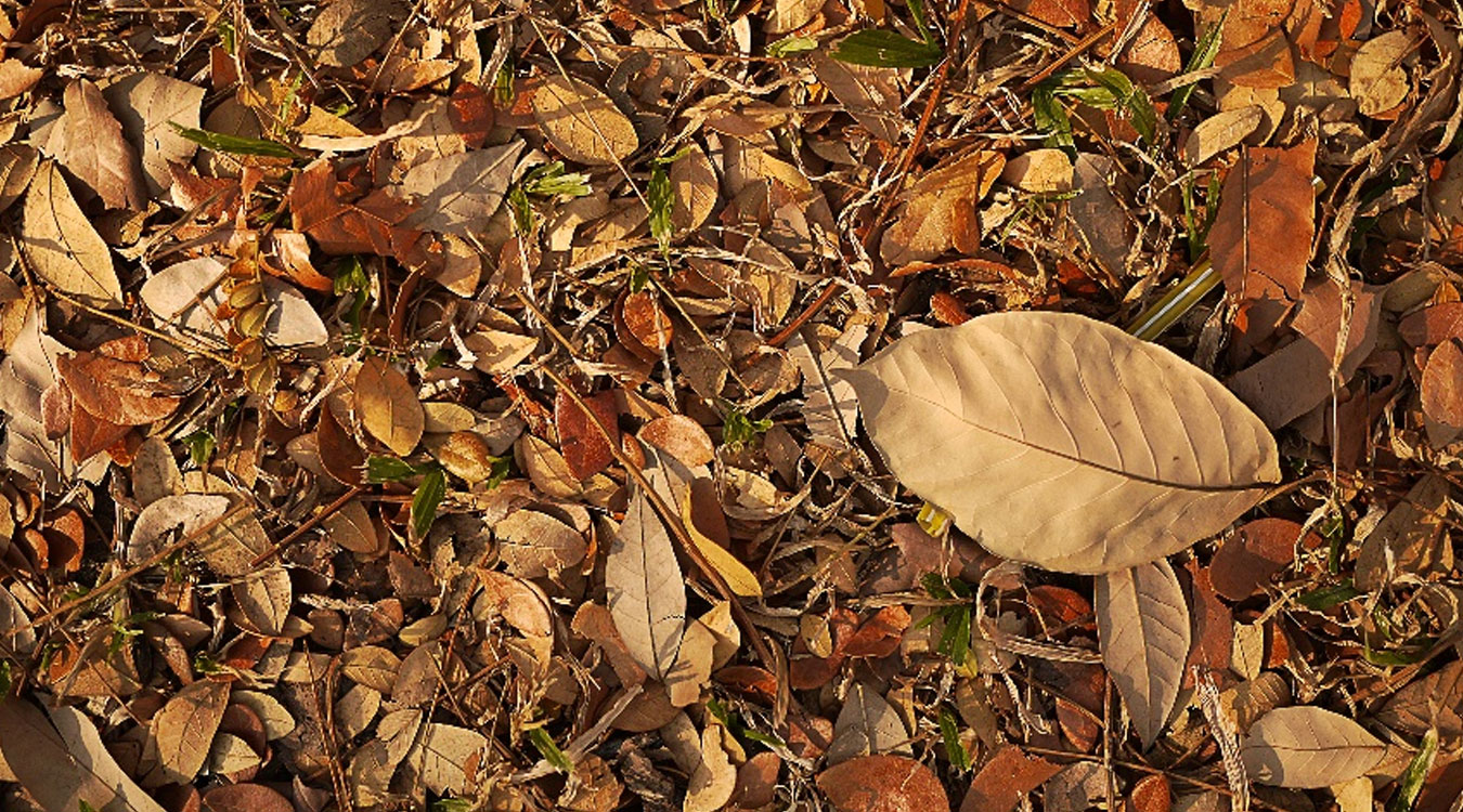 डढेलो नियन्त्रणको प्रयासस्वरुप पातपतिङ्गर सङ्कलन गर्नेलाई नगद पुरस्कार