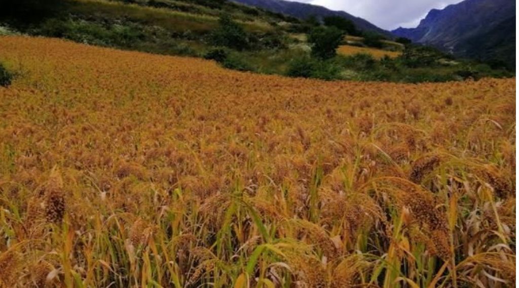 पानी छ, किसानको चैतेधान खेतीतर्फ छैन आकर्षण