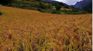 किसानले चैते धानको उचित मूल्य पाएनन्