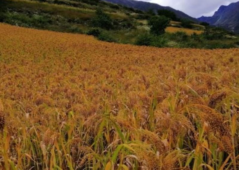 लुम्बिनी प्रदेशमा चैते धानखेतीको क्षेत्रफल घट्दै