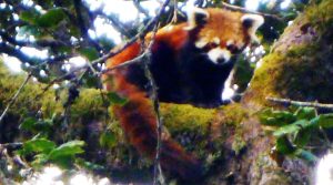 रेड पाण्डा चोरी गर्न खोज्ने दुई जना पक्राउ