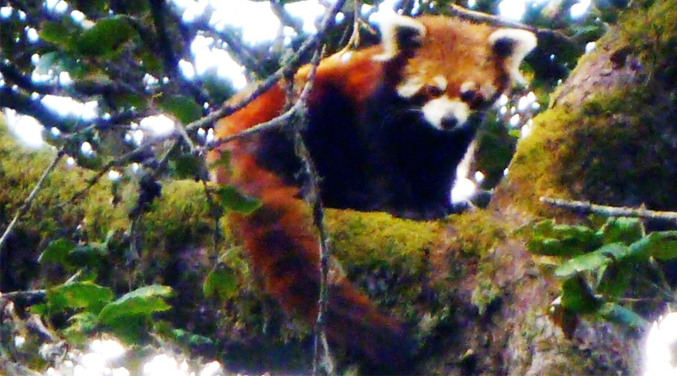 रेड पाण्डा चोरी गर्न खोज्ने दुई जना पक्राउ