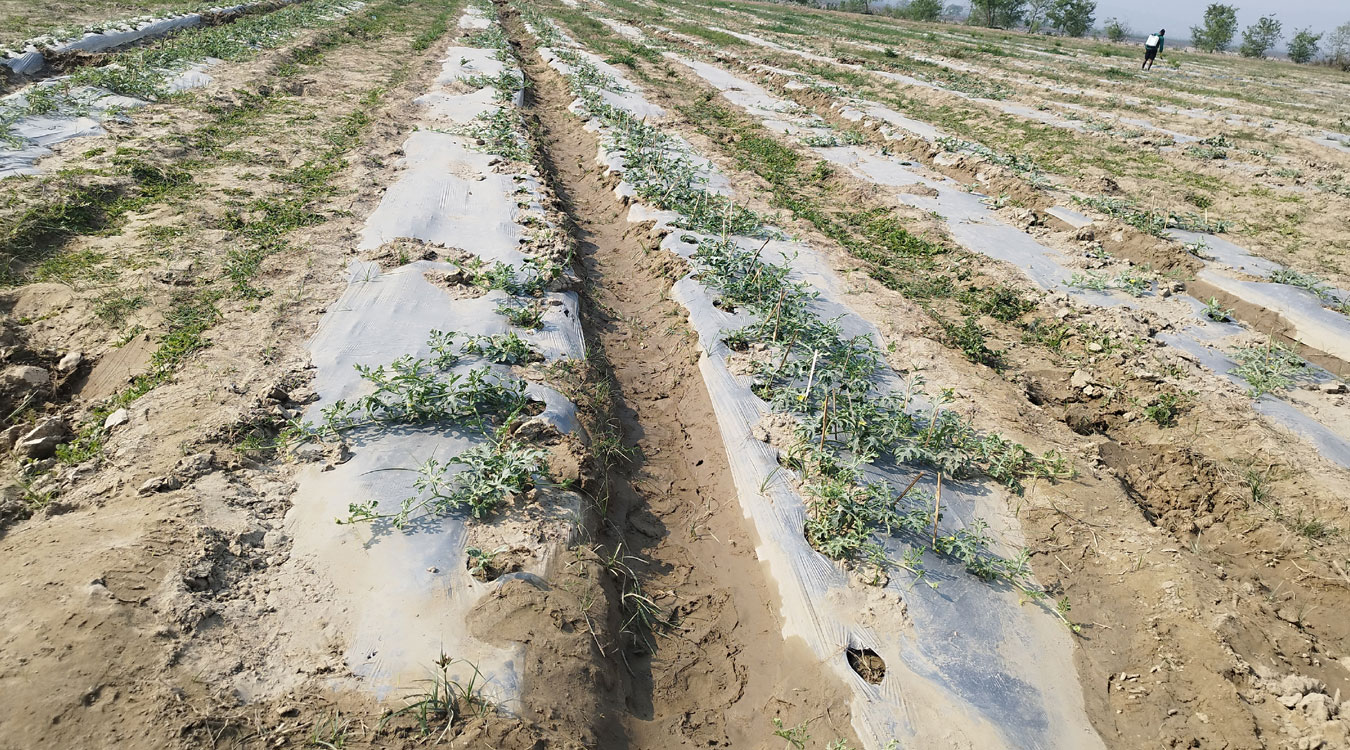 विदेशबाट फर्केर बगरमा तरभुजाखेती