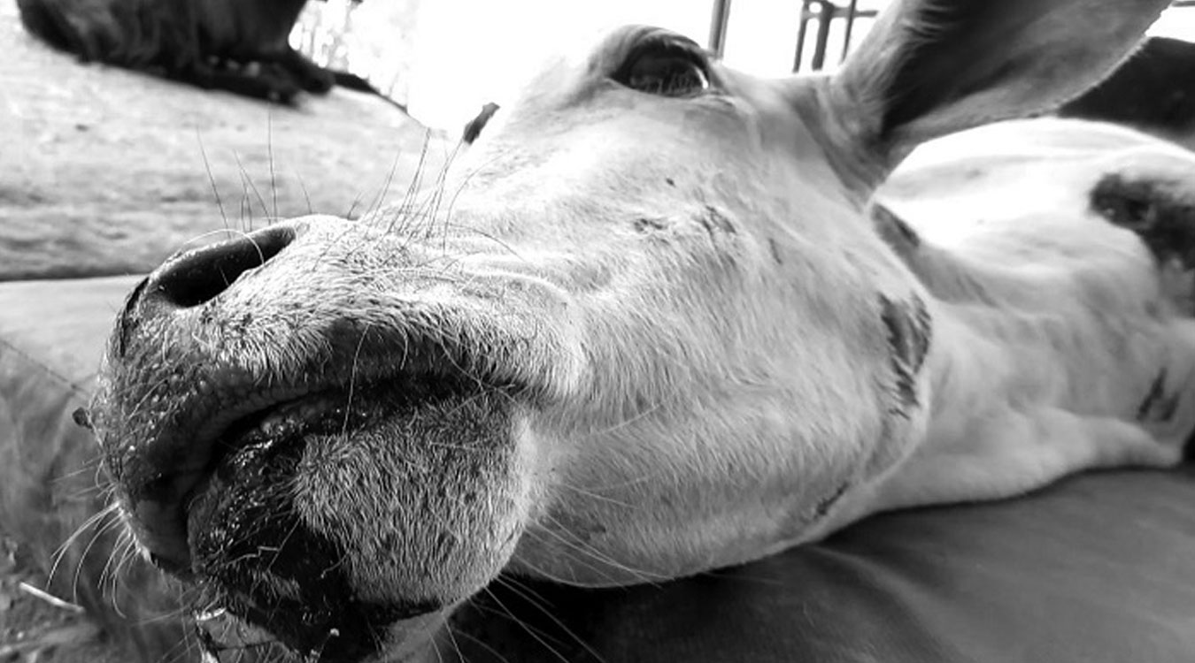 आफ्नै गोरु काटेको आरोपमा स्याङ्जामा एक युवा पक्राउ