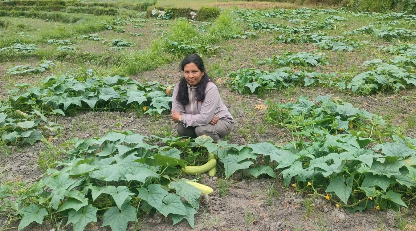 उपमेयर क्षेत्रीको लोभलाग्दो काँक्राखेती
