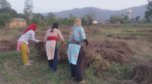 बर्सिम घाँसको बीउबाट लाखौं आम्दानी गर्दै चौधरी