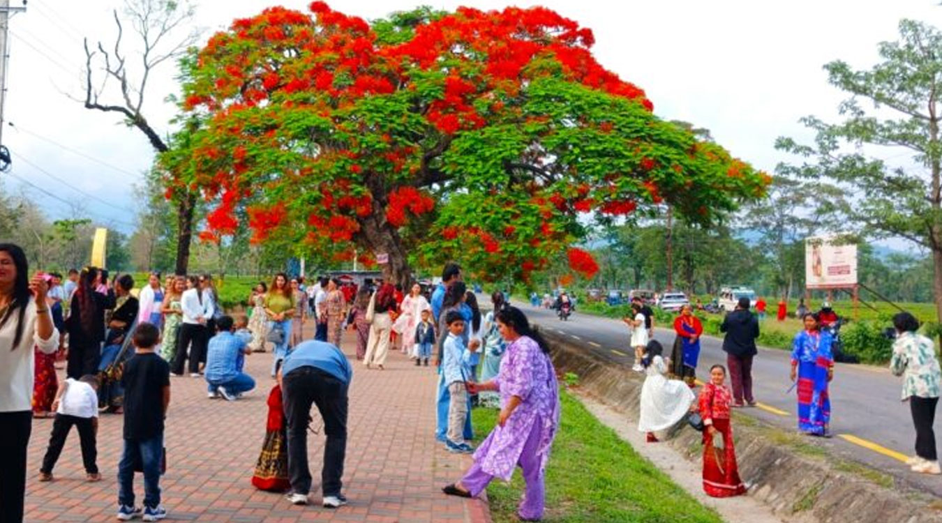 ढकमक्क फुलेका गुलमोहरले पर्यटकलाई लोभ्यायो