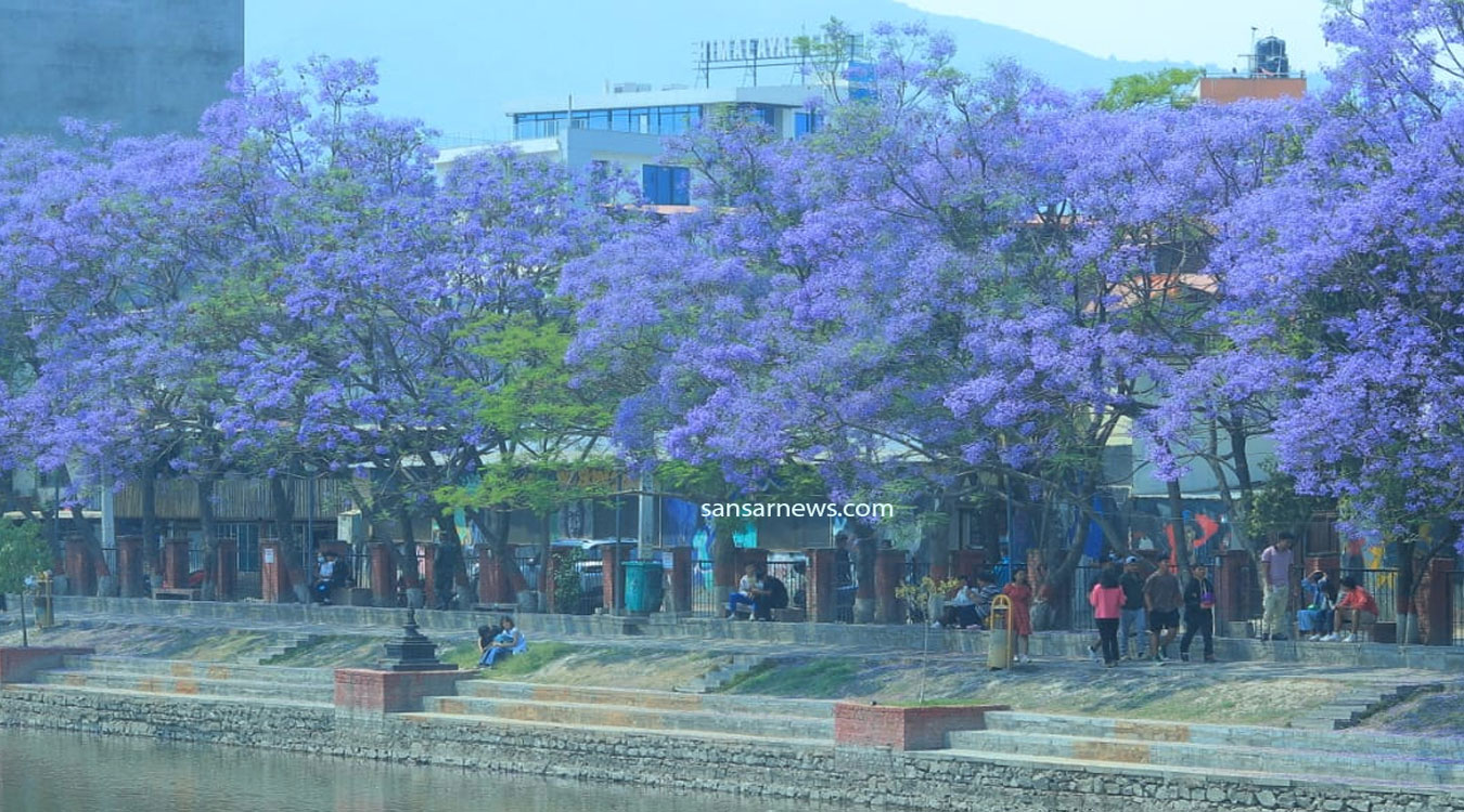 जाकाराण्डा फूलको संरक्षण गर्दै महानगर