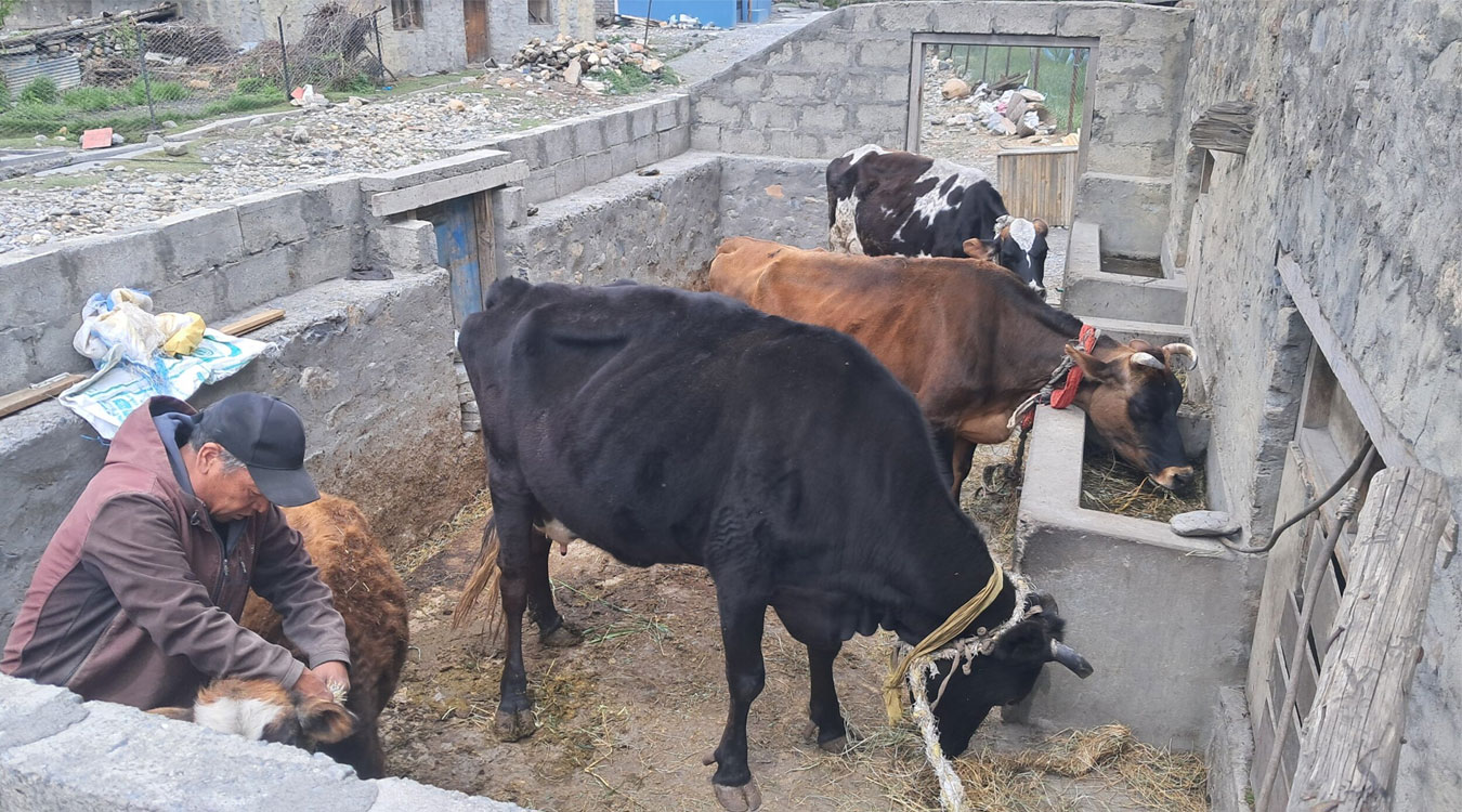 मुस्ताङको स्याङमा उन्नत गाई पालन फस्टाउँदै