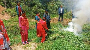 स्याङ्जामा १० हजार गाँजाको बोट फडानी