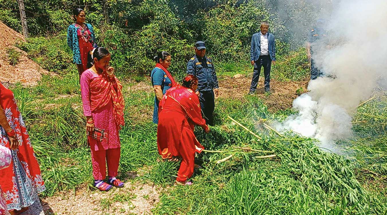 स्याङ्जामा १० हजार गाँजाको बोट फडानी
