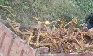स्याङ्जामा अवैध जडिबुटीसहित तीन जना प्रहरी नियन्त्रणमा