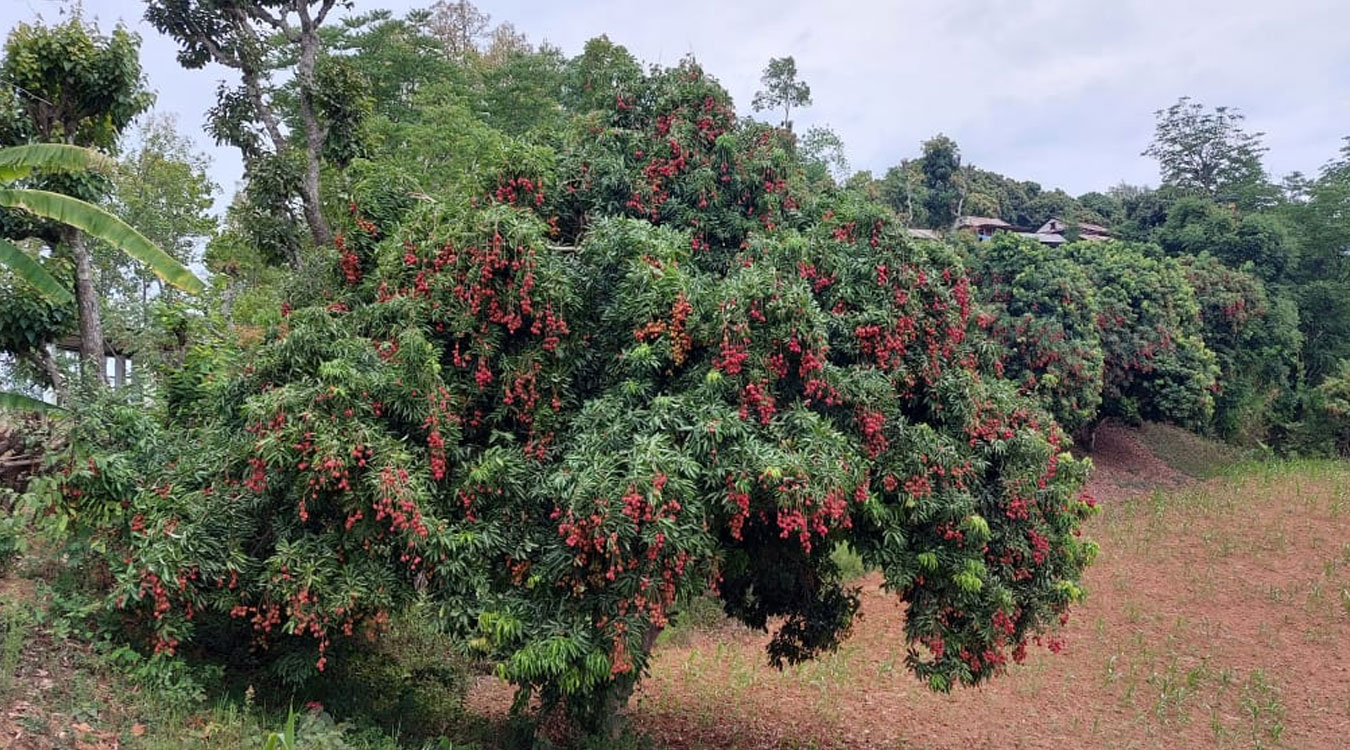 गोरखामा लिची बिक्रीबाट ११ करोड आम्दानी