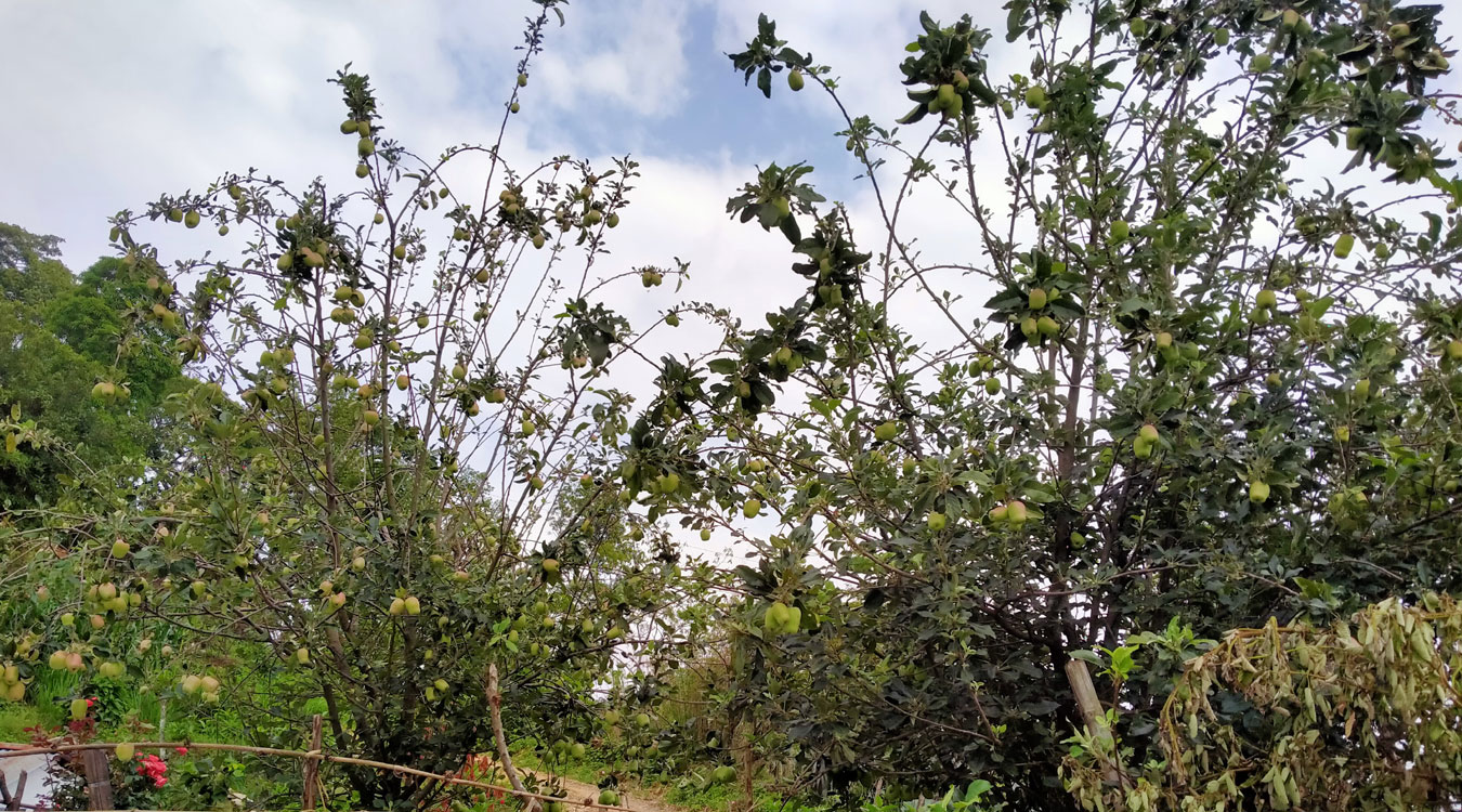 स्याङ्जाको चराङमा स्याउ उत्पादन सुरु
