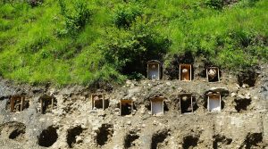 बारीको भित्तामा व्यावसायिक अरिङ्गालपालन