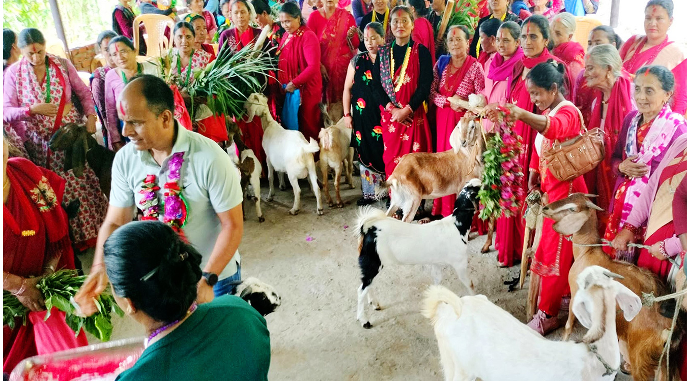 महिलालाई उद्यमसँग जोड्न बाख्रा उपहार