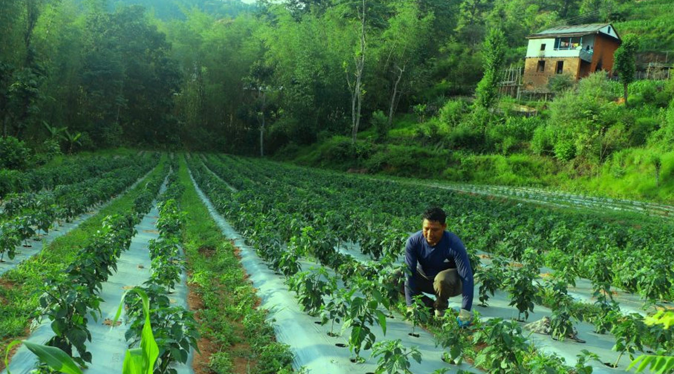 १० वर्ष कोरियामा बिताएका थापाले नेपालमै व्यावसायिक खुर्सानीखेतीमा जुटे