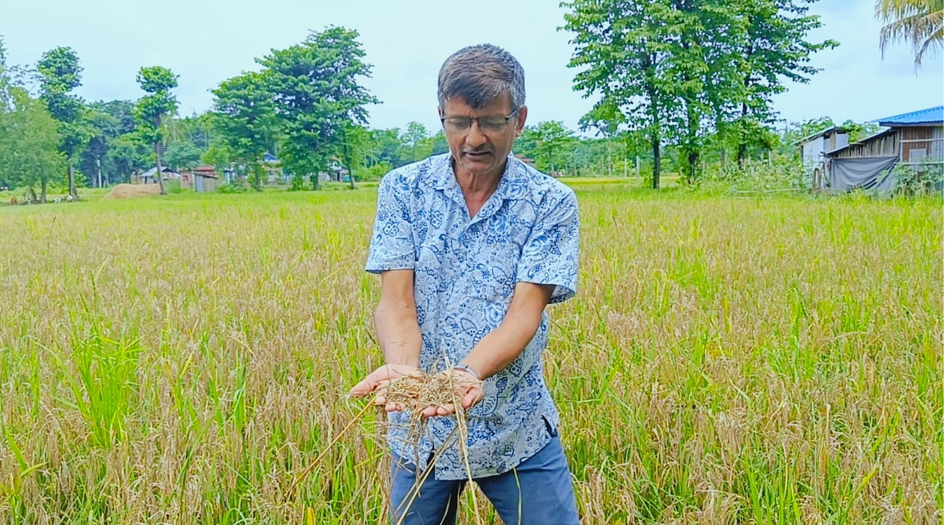 पाक्न नपाउँदै धान बोटमै सुकेपछि किसान निरास