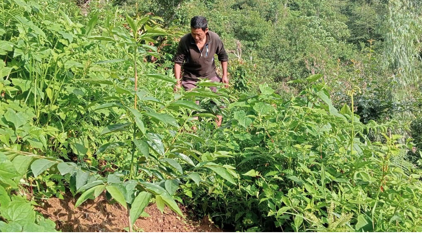 हरित क्रान्तिमा तेह्रथुमका किसान