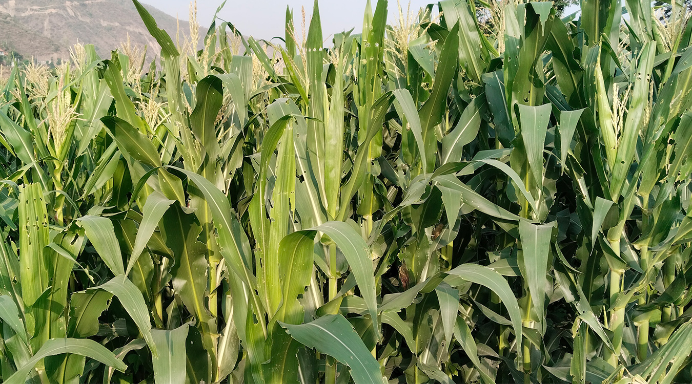 फौजी कीराले मकै नष्ट गरेपछि चिन्तामा किसान