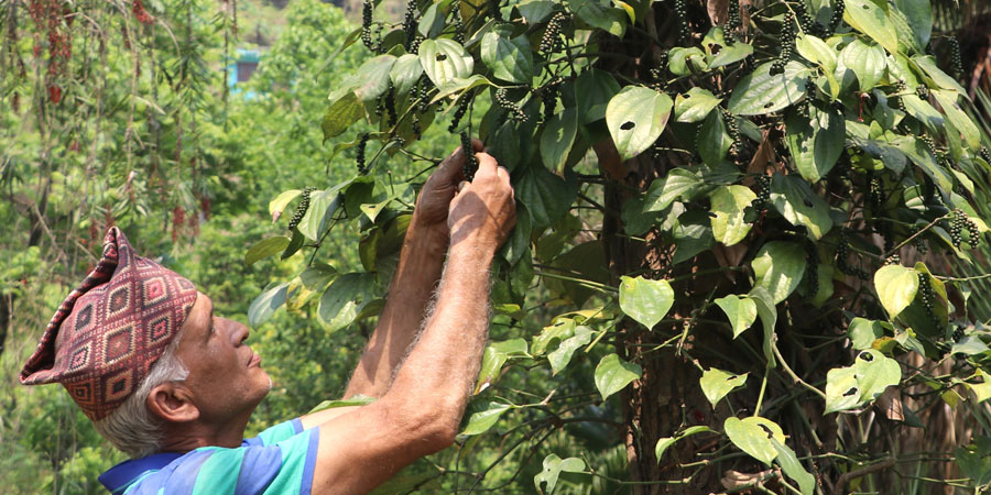 उदाहरणीय वास्तोला भन्छन्–’मरिचखेती दुहुनो गाई बनेको छ’