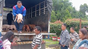 नगरपालिकाद्वारा महिला, अपाङ्गता भएका र विदेशबाट फर्किएकालाई बङ्गुरका पाठा