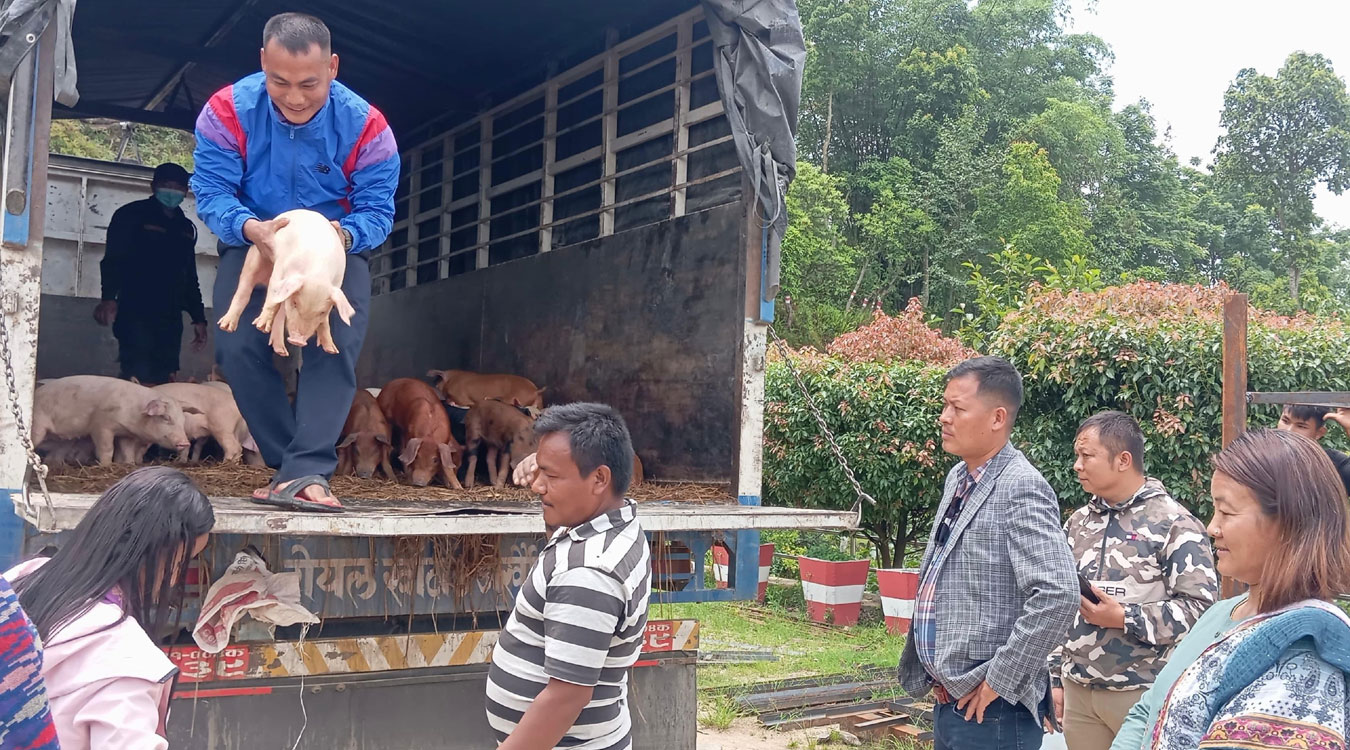 नगरपालिकाद्वारा महिला, अपाङ्गता भएका र विदेशबाट फर्किएकालाई बङ्गुरका पाठा