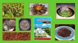 कोदो संरक्षणमा फेदीखोला : दिवा खाजादेखि प्रत्यक्ष अभ्यास सम्म