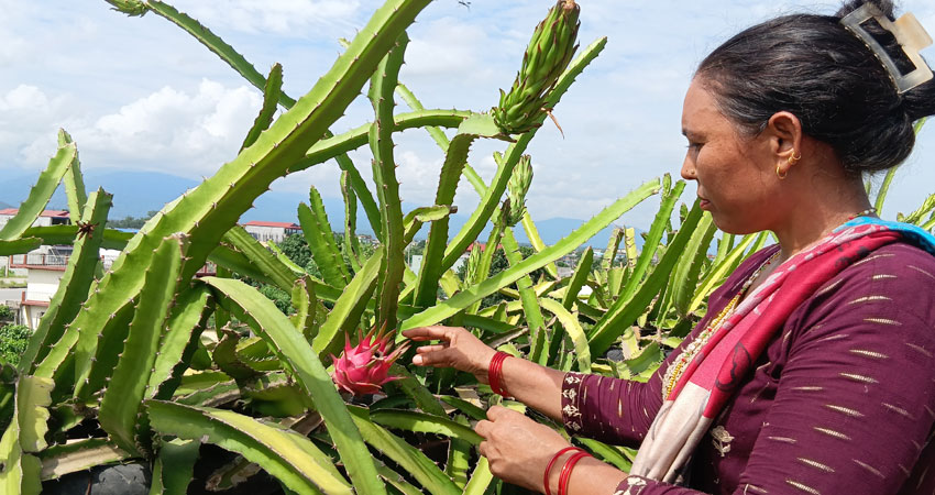 कौशीबाट सुरु भएको ड्रागन खेती, एक सिजनमा आठ लाख बढी आम्दानी