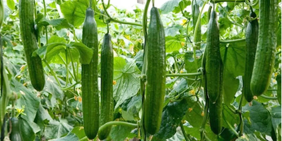 व्यावसायिक काँक्रोेखेतीमा रमाउँदै स्याङजाका पौडेल दाजुभाइ