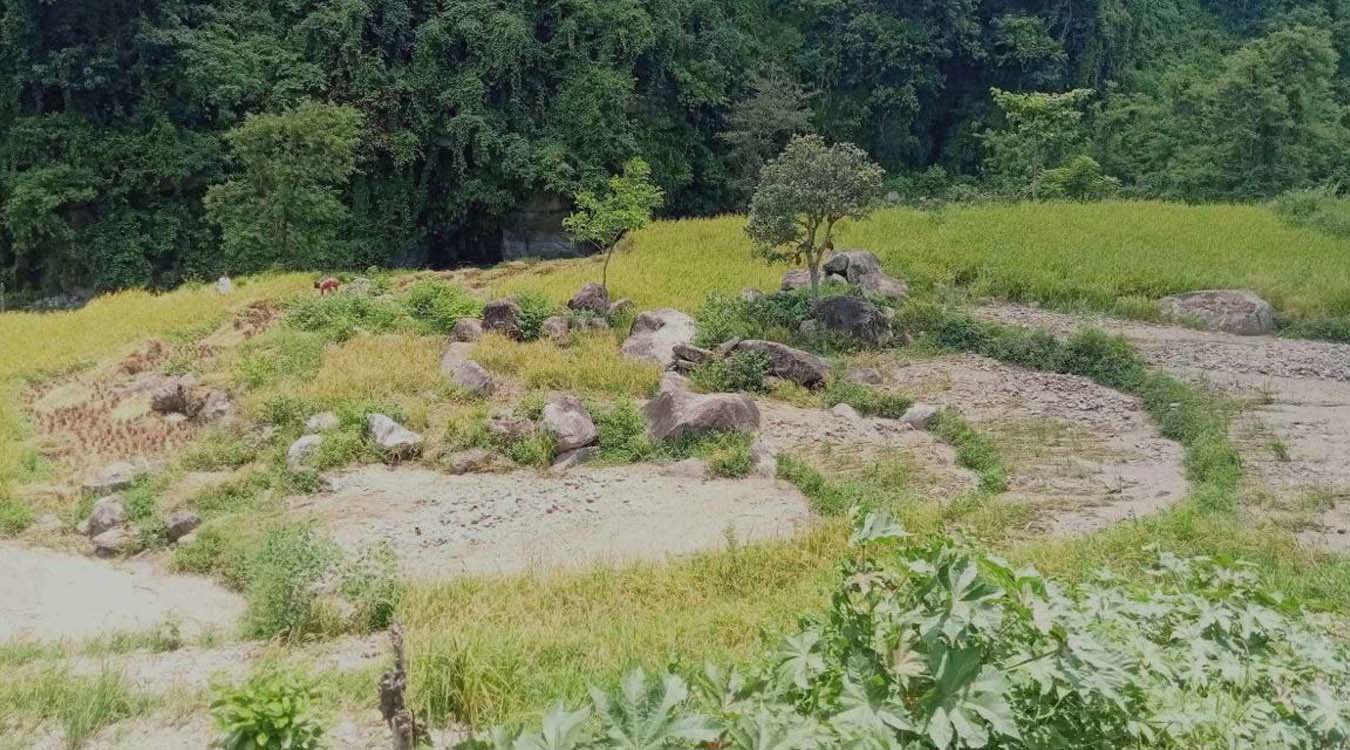 बाढी खेतमा पस्दा बर्खे धानबालीमा क्षति