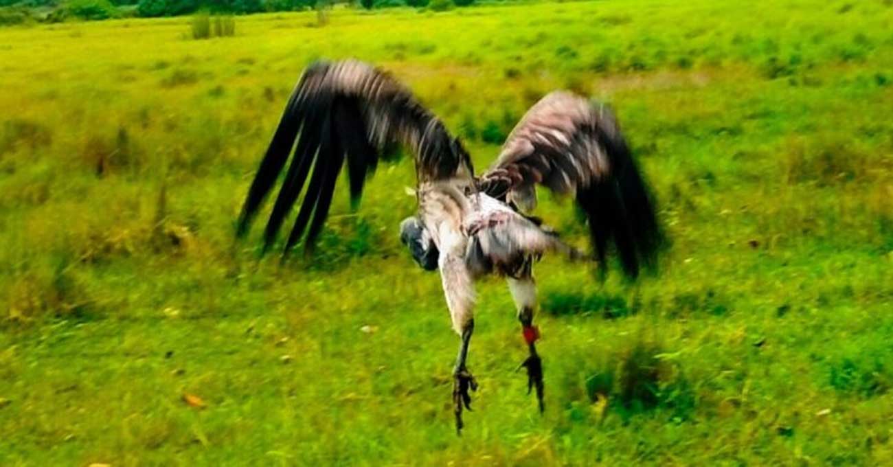 आठ दिनको उपचारपछि पुनर्जीवन पाएको सानो खैरो गिद्ध