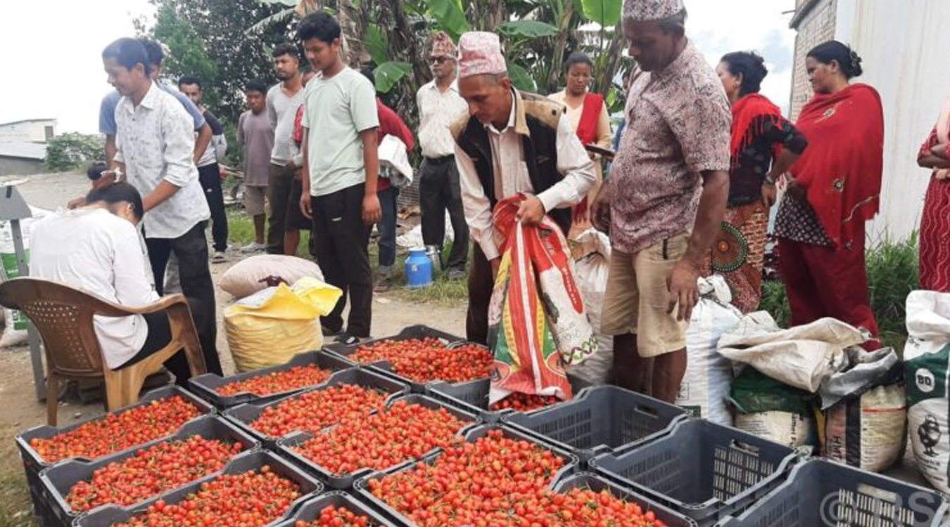 अकबरेबाटै लाखौँ आम्दानी