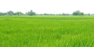 पानी परेपछि किसानलाई राहत, झाँगिदै धानबाली