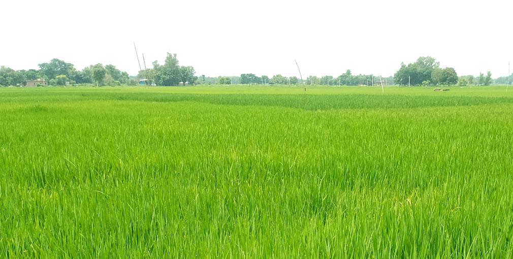 पानी परेपछि किसानलाई राहत, झाँगिदै धानबाली