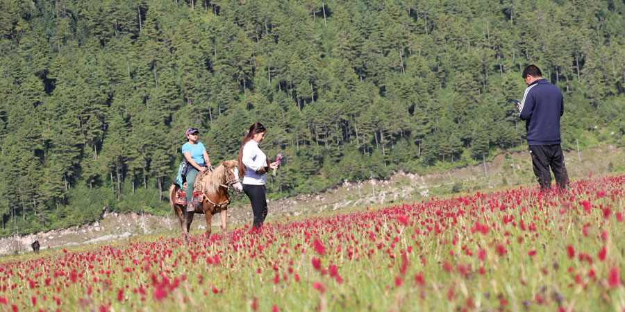 ढोरपाटन सिकार आरक्ष क्षेत्रमा घोडा सफारी फस्टाउन थाल्यो