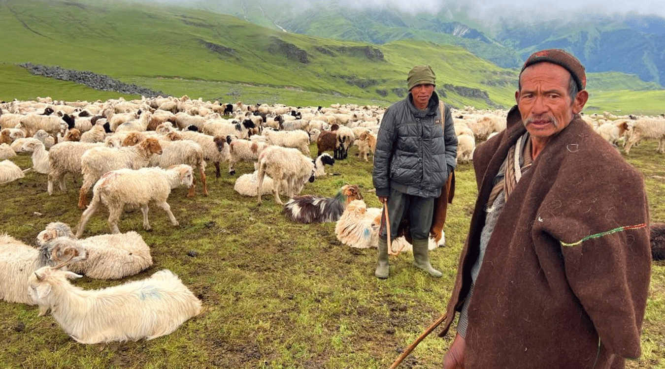 भेडी गोठाला भन्छन् – सरकारले एउटा न्यानो ज्याकेट दिए पनि लाउने थियौँ