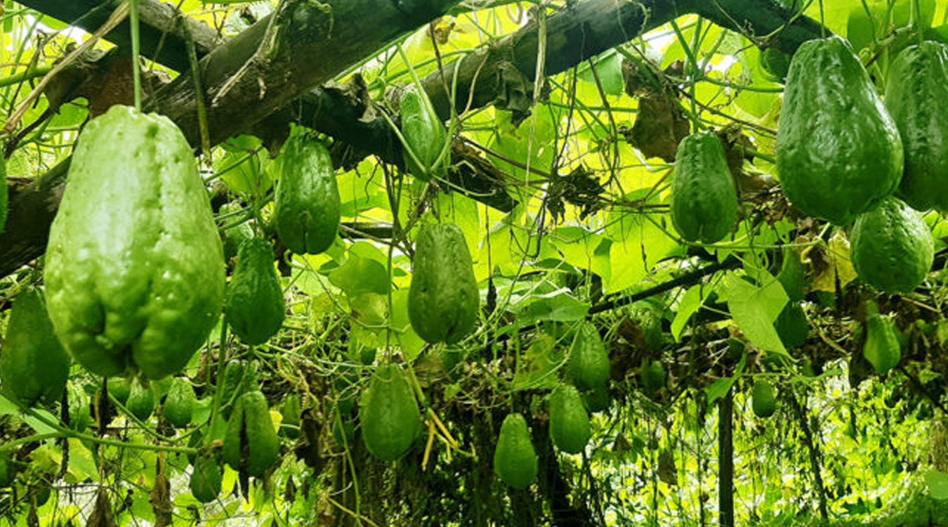 दैनिक १० हजारभन्दा बढीको स्कुस बिक्री गर्दै किसान